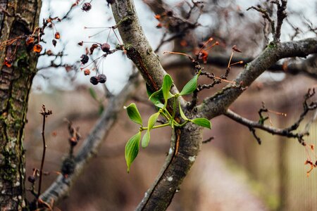 Nature plant bokeh
