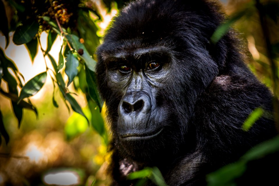 USAID Measuring Impact Conservation Enterprise Retrospective (Uganda; International Gorilla Conservation Program) (39396357305)