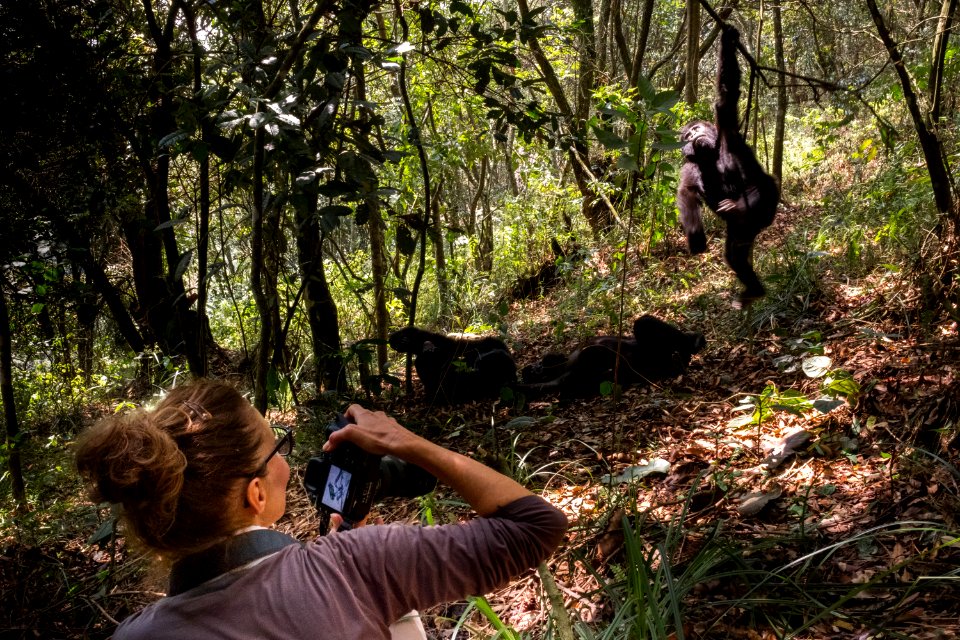 USAID Measuring Impact Conservation Enterprise Retrospective (Uganda; International Gorilla Conservation Program) (39396382545)