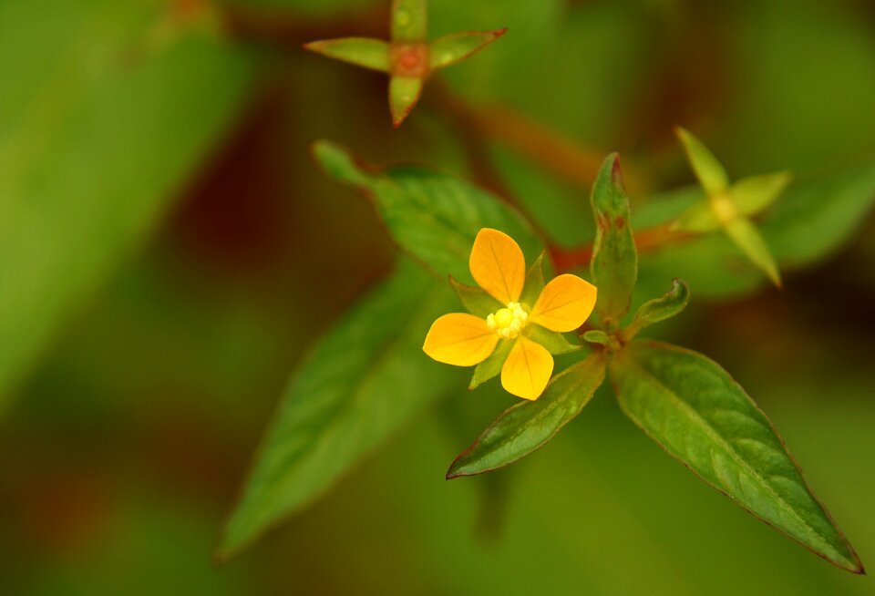 Wildflowers flowers leaves dreaming