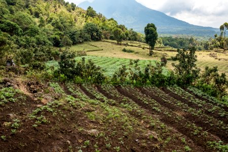 USAID Measuring Impact Conservation Enterprise Retrospective (Uganda; International Gorilla Conservation Program) (39582023874)