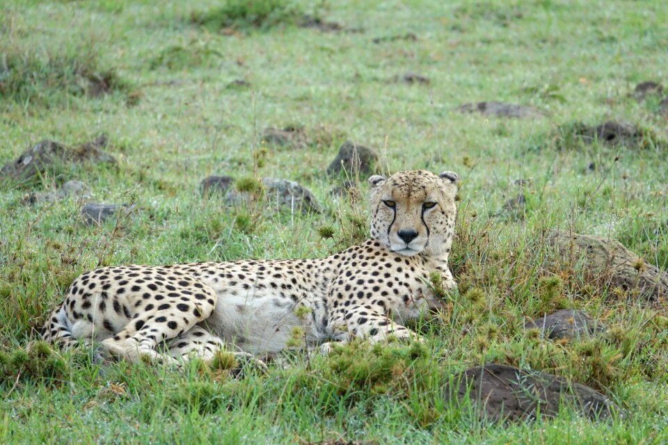 Cheetah nature kenya photo