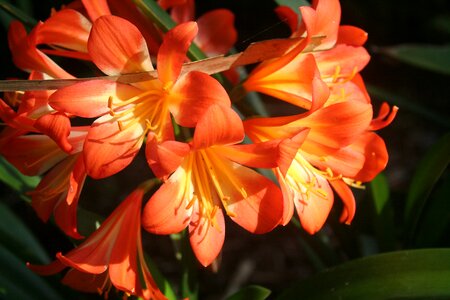 Garden flowers close up photo