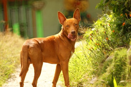 Dog domestic canine armenia photo