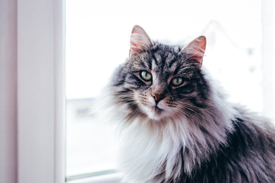 Fur pane window