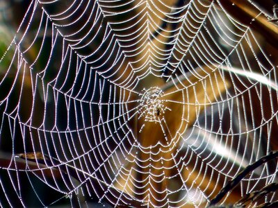 Macro silk insect