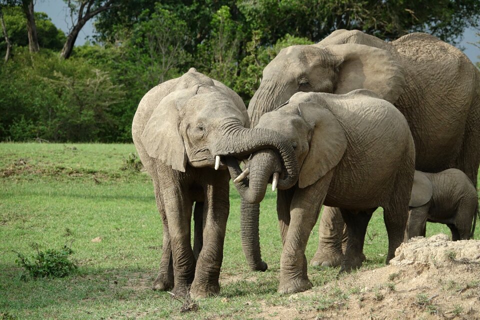 Animal nature kenya