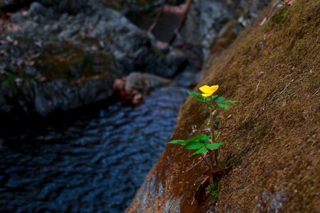 Wildflower avoid sprouts cheonmasan