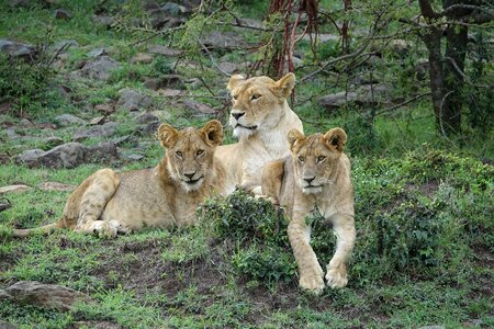 Carnivore nature lion