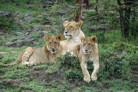 Carnivore nature lion photo