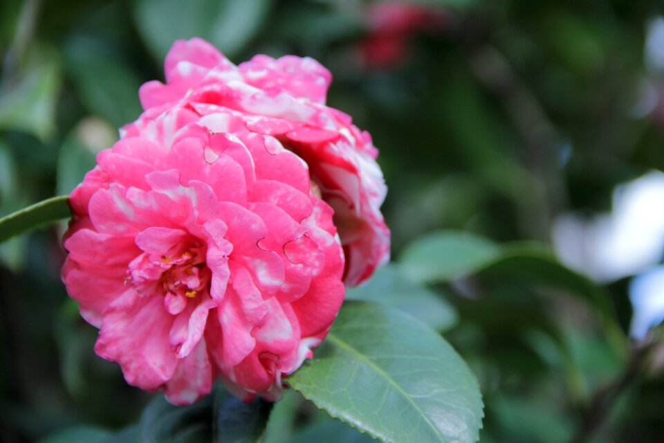 Nature flower color pink garden