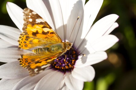 Flower macro nature photo