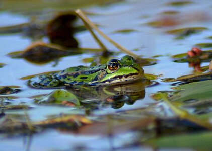 Green garden pond green frog photo