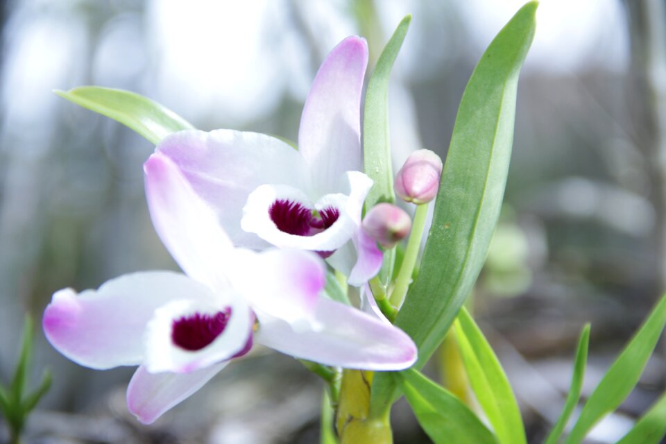 Orquidea plant nature