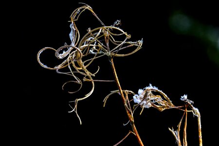 Background nature plant