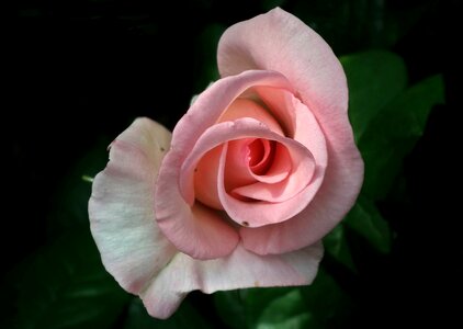 Petal nature love