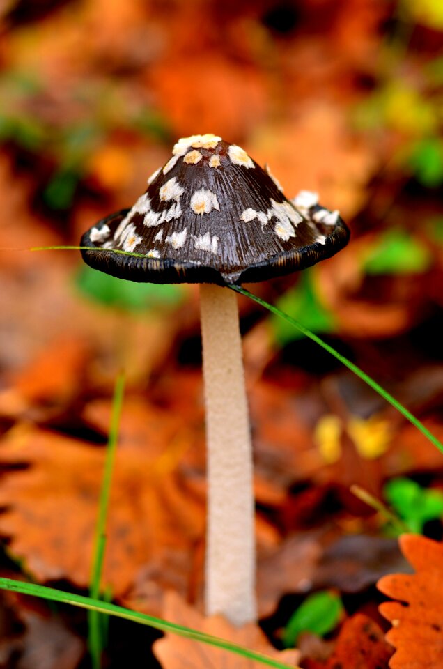 Thrace natural forest