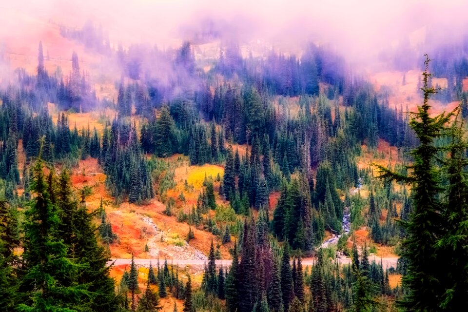 Haze forest trees