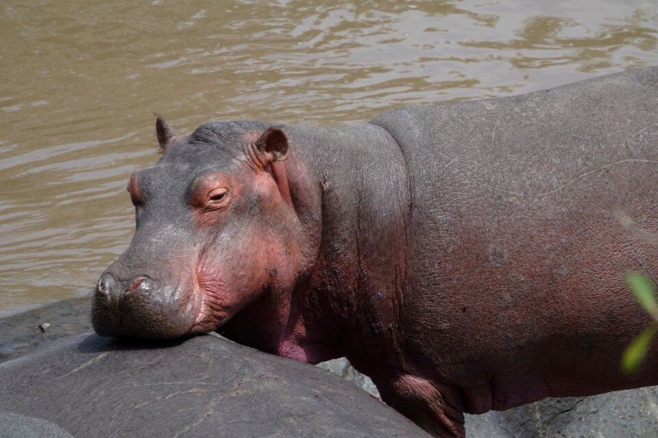 Animal nature water