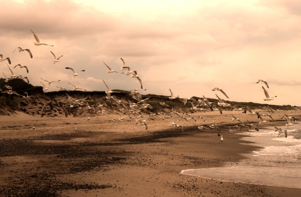 Bird north sea most beach