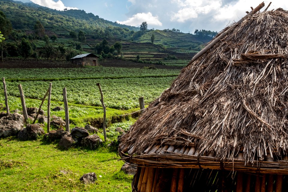 USAID Measuring Impact Conservation Enterprise Retrospective (Uganda; International Gorilla Conservation Program) (26421153218)