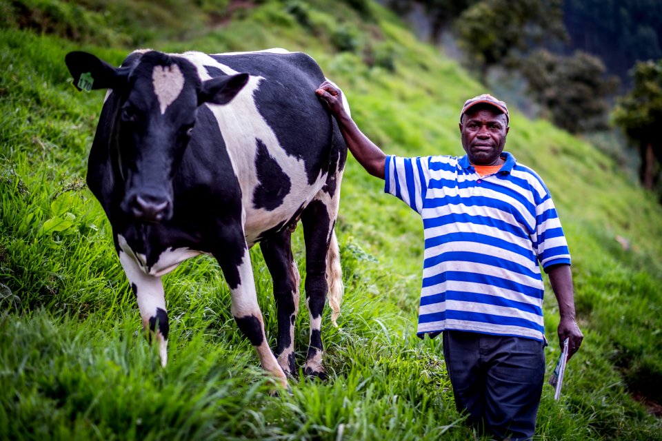 USAID Measuring Impact Conservation Enterprise Retrospective (Uganda; International Gorilla Conservation Program) (25422564267)