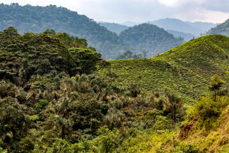 USAID Measuring Impact Conservation Enterprise Retrospective (Uganda; International Gorilla Conservation Program) (25422576657)