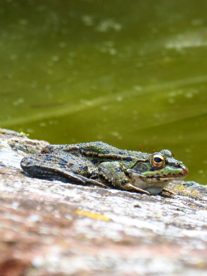 Anura wild life animalia