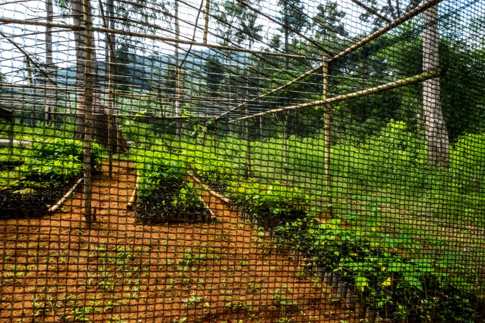 USAID Measuring Impact Conservation Enterprise Retrospective (Philippines; Nagkakaisang Tribu ng Palawan) (40293266161)