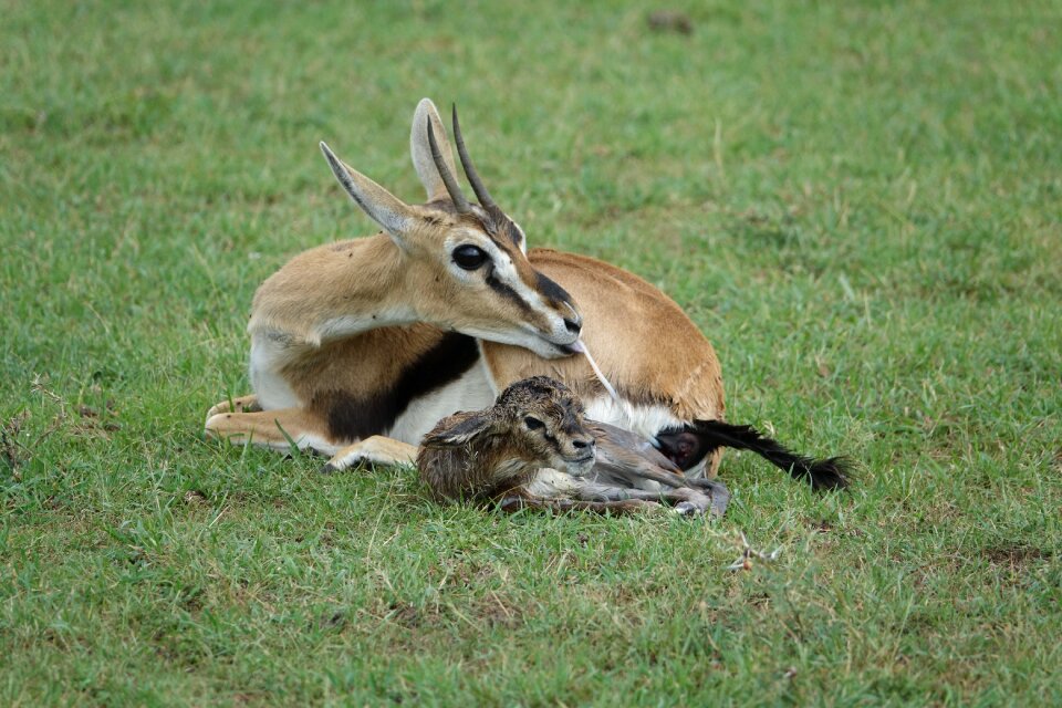 Grass nature gazelle