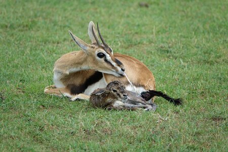 Grass nature gazelle