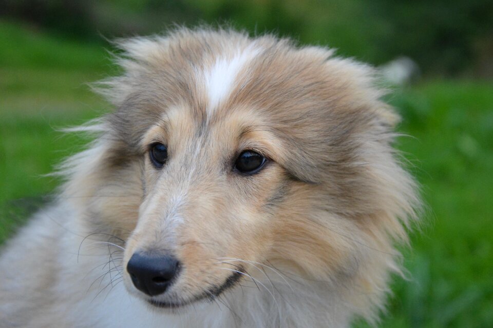 Long snout next dog mascot