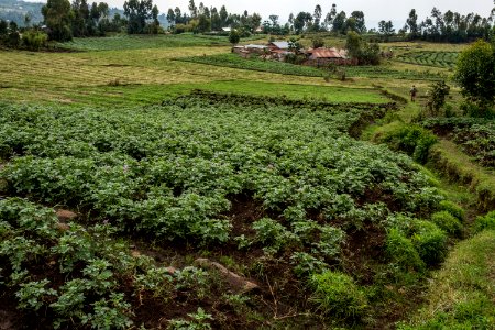 USAID Measuring Impact Conservation Enterprise Retrospective (Uganda; International Gorilla Conservation Program) (25422367907)