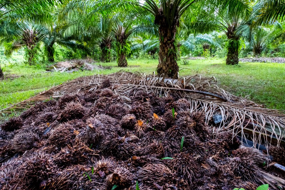 USAID Measuring Impact Conservation Enterprise Retrospective (Philippines; Nagkakaisang Tribu ng Palawan) (40293154681)