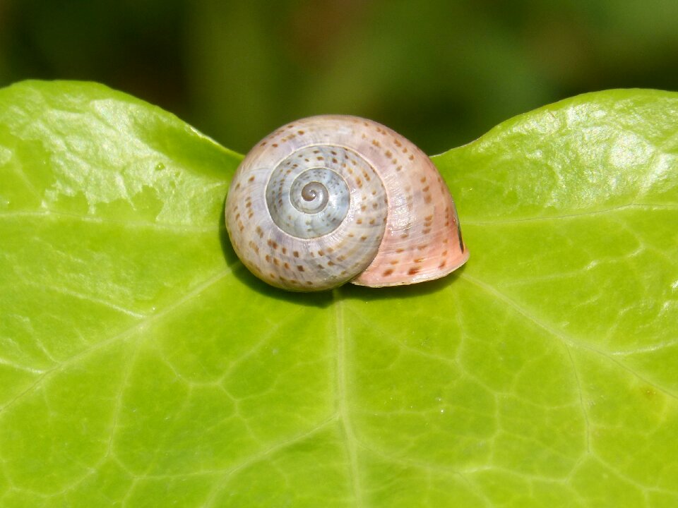 Nature seafood garden