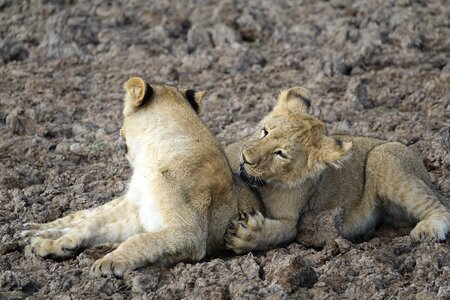 Animal wild lion photo