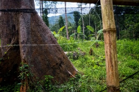 USAID Measuring Impact Conservation Enterprise Retrospective (Philippines; Nagkakaisang Tribu ng Palawan) (40293274341)