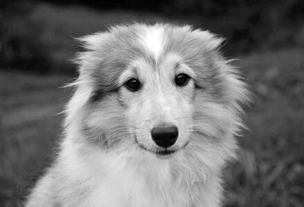 Photo black white shetland sheepdog fawn overlaid with black