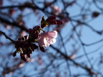 Spring flower cherry blossoms