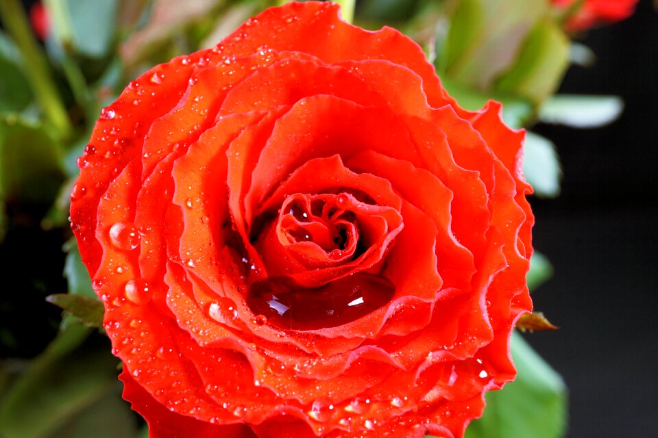 Red flower blossom