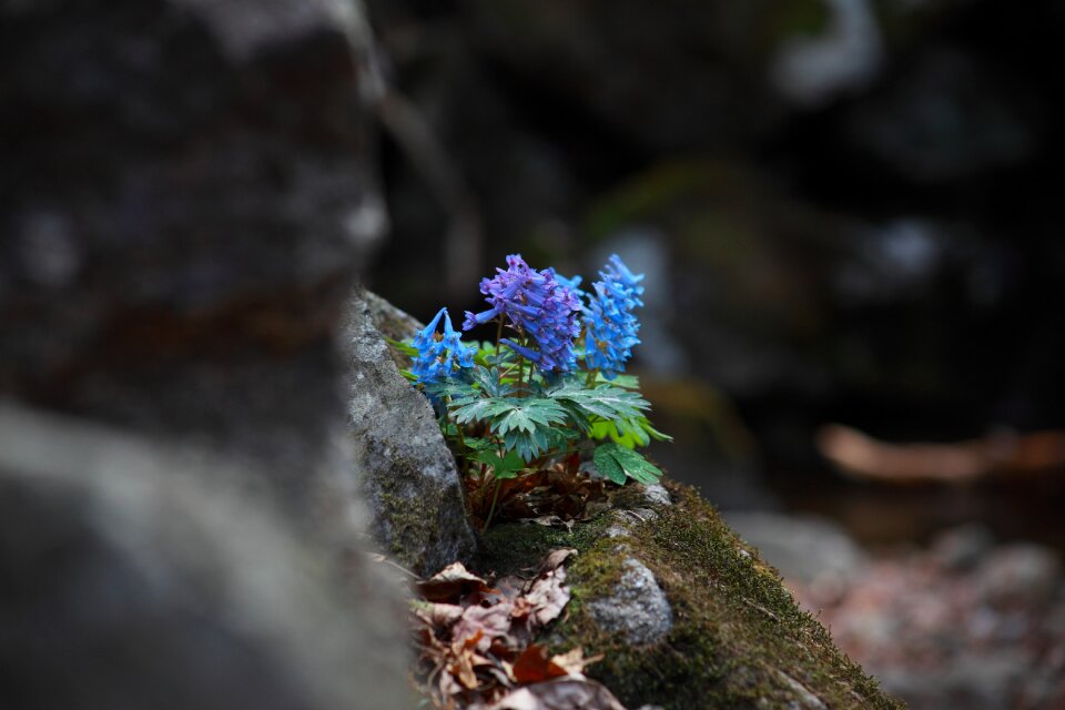 Leaf flowers hyun ho-color