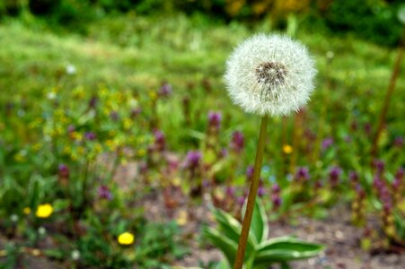 Nature beautiful bloom