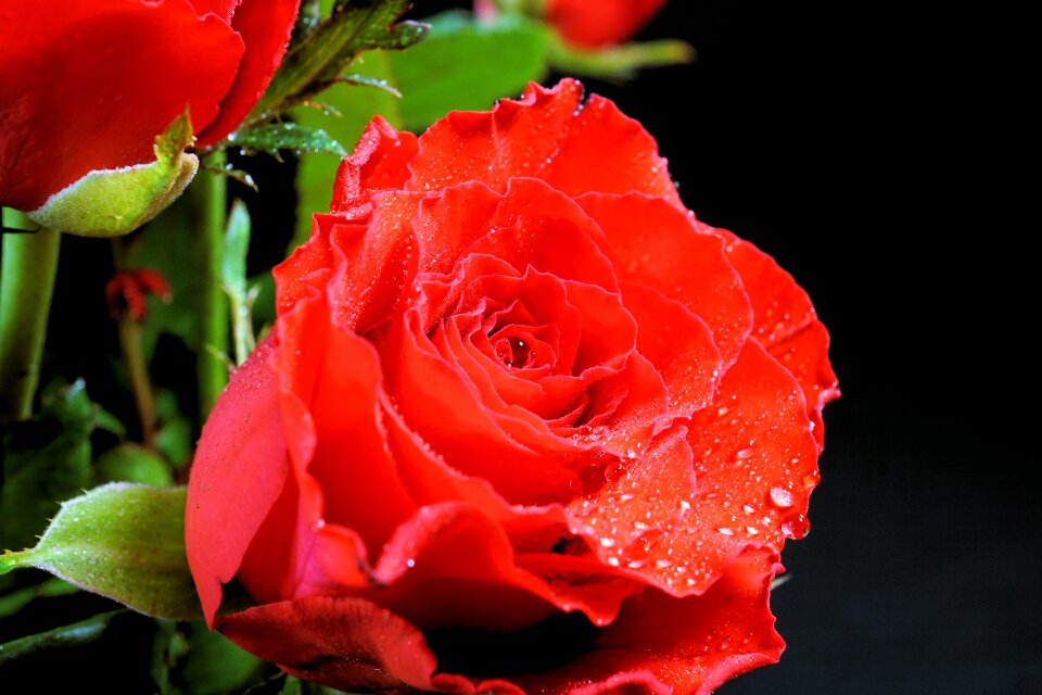 Flower love blossom