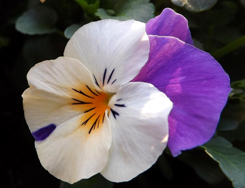Viola spring flower