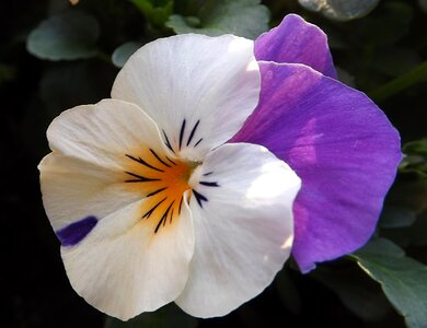 Viola spring flower photo