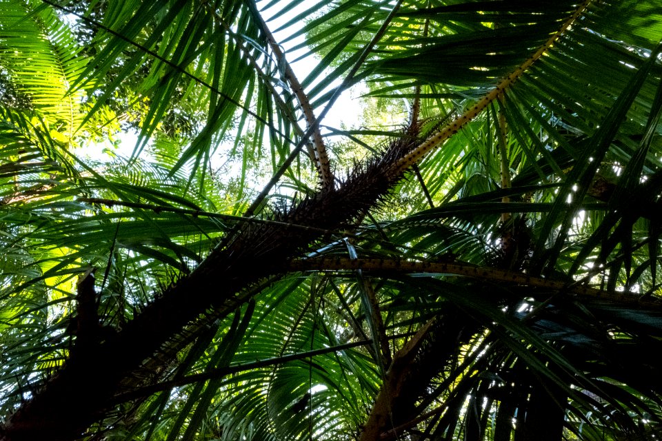 USAID Measuring Impact Conservation Enterprise Retrospective (Philippines; Nagkakaisang Tribu ng Palawan) (40248074852)
