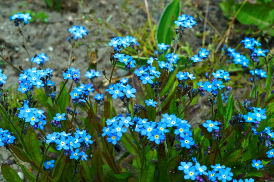 Nature beautiful bloom