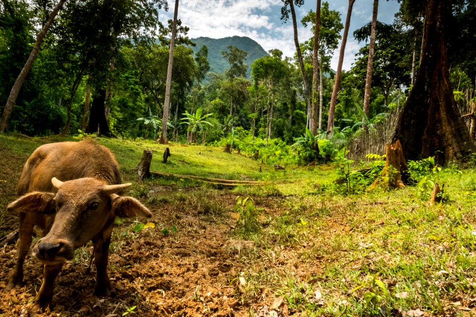 USAID Measuring Impact Conservation Enterprise Retrospective (Philippines; Nagkakaisang Tribu ng Palawan) (40248019292)