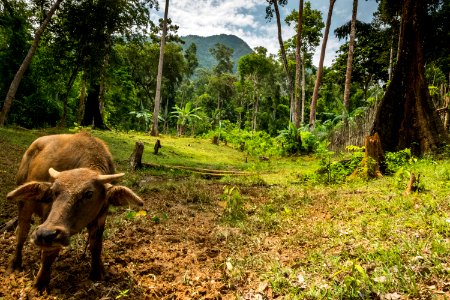 USAID Measuring Impact Conservation Enterprise Retrospective (Philippines; Nagkakaisang Tribu ng Palawan) (40248019292)