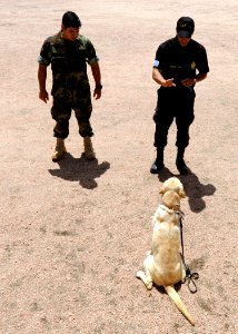 US Navy 101108-N-8546L-590 Chief Master-at-Arms Mike Hausmann, a U.S. Navy military working dog handler, observes a Uruguayan anti-narcotics police photo